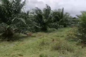 Johor Mersing 183 Acres Palm Oil Land For Sale ‼️