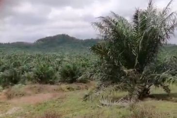 Johor Mersing 183 Acres Palm Oil Land For Sale ‼️