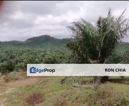 Johor Mersing 183 Acres Palm Oil Land For Sale ‼️, Johor, Mersing