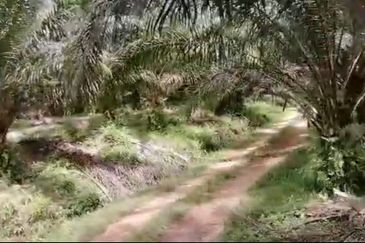 Johor Mersing 183 Acres Palm Oil Land For Sale ‼️