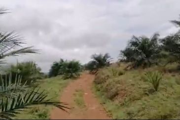 Johor Mersing 183 Acres Palm Oil Land For Sale ‼️