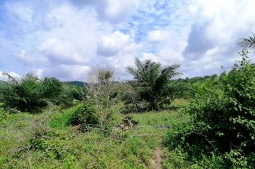 Johor Mersing 183 Acres Palm Oil Land For Sale ‼️