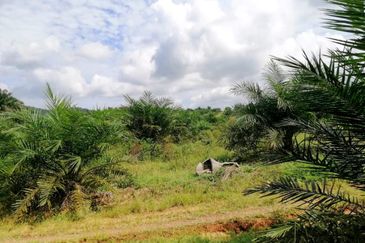 Johor Mersing 183 Acres Palm Oil Land For Sale ‼️