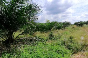 Johor Mersing 183 Acres Palm Oil Land For Sale ‼️