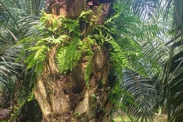 Johor Segamat Sermin 311 Acres Palm Oil Land for SALE