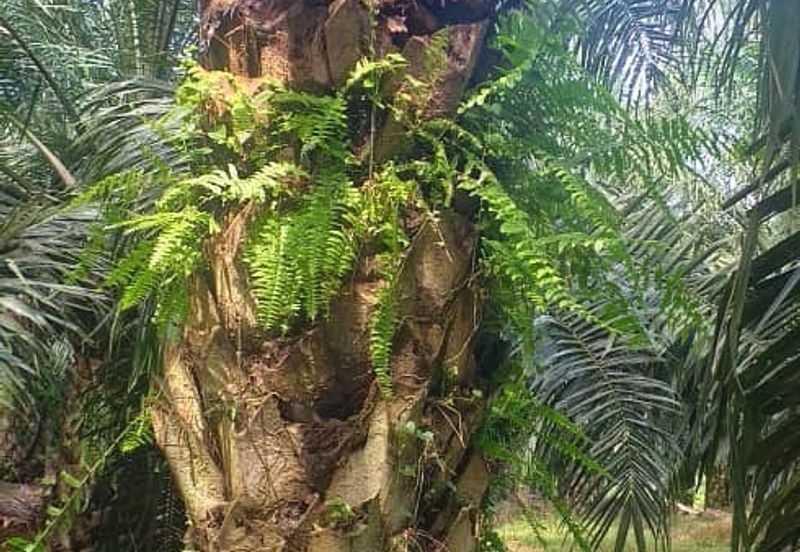 Johor Segamat Sermin 311 Acres Palm Oil Land for SALE