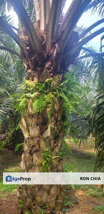 Johor Segamat Sermin 311 Acres Palm Oil Land for SALE, Johor, Segamat