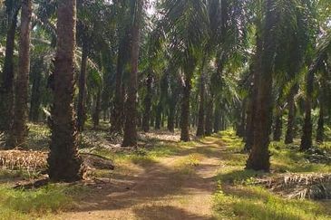 Johor Segamat Sermin 311 Acres Palm Oil Land for SALE