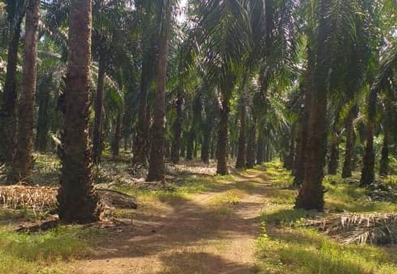 Johor Segamat Sermin 311 Acres Palm Oil Land for SALE
