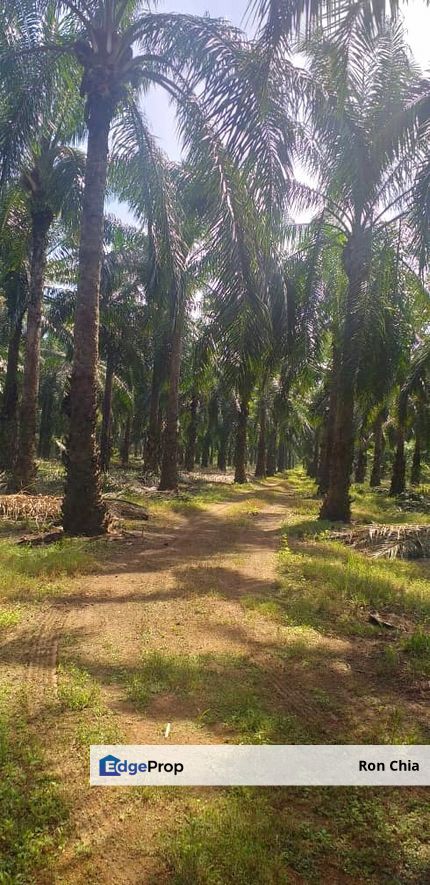 Johor Segamat Sermin 311 Acres Palm Oil Land for SALE, Johor, Segamat