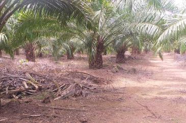 Johor Segamat Sermin 311 Acres Palm Oil Land for SALE