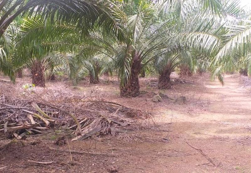 Johor Segamat Sermin 311 Acres Palm Oil Land for SALE