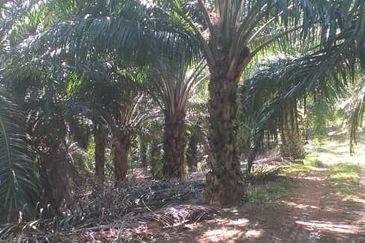 Johor Segamat Sermin 311 Acres Palm Oil Land for SALE