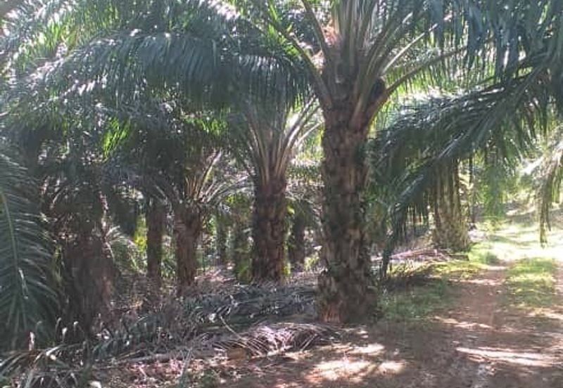 Johor Segamat Sermin 311 Acres Palm Oil Land for SALE