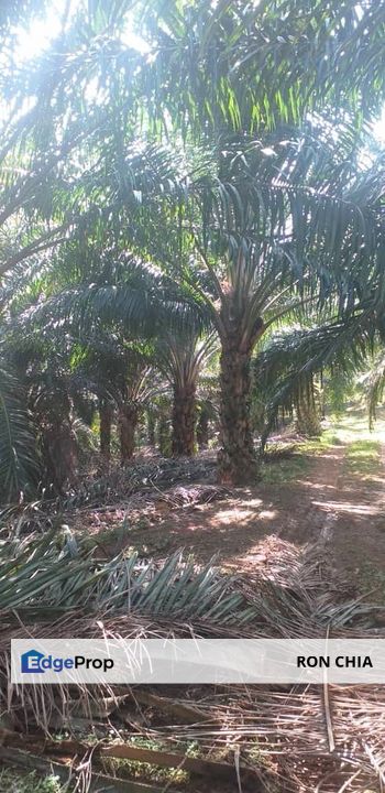 Johor Segamat Sermin 311 Acres Palm Oil Land for SALE, Johor, Segamat