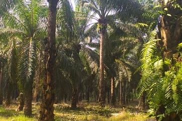 Johor Segamat Sermin 311 Acres Palm Oil Land for SALE