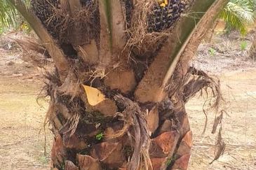 Johor Segamat Sermin 311 Acres Palm Oil Land for SALE