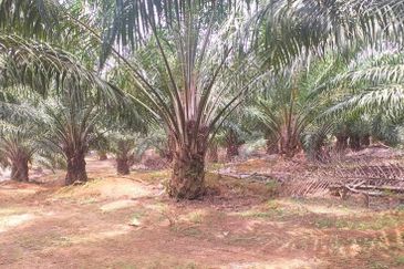 Johor Segamat Sermin 311 Acres Palm Oil Land for SALE