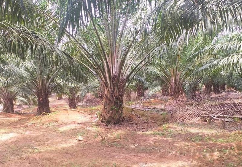 Johor Segamat Sermin 311 Acres Palm Oil Land for SALE