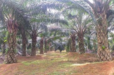 Johor Segamat Sermin 311 Acres Palm Oil Land for SALE