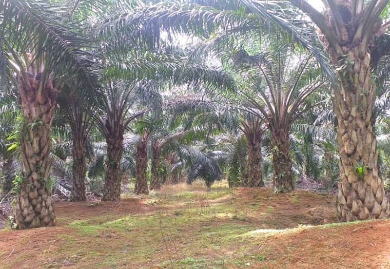 Johor Segamat Sermin 311 Acres Palm Oil Land for SALE