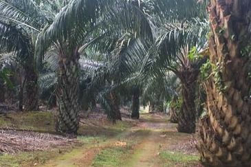 Johor Segamat Sermin 311 Acres Palm Oil Land for SALE