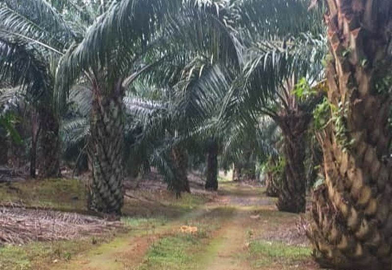 Johor Segamat Sermin 311 Acres Palm Oil Land for SALE