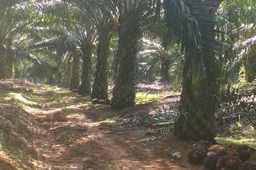 Johor Segamat Sermin 311 Acres Palm Oil Land for SALE
