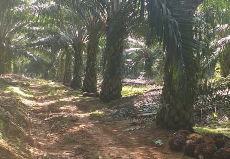 Johor Segamat Sermin 311 Acres Palm Oil Land for SALE