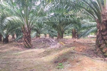 Johor Segamat Sermin 311 Acres Palm Oil Land for SALE