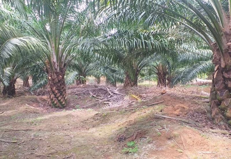 Johor Segamat Sermin 311 Acres Palm Oil Land for SALE