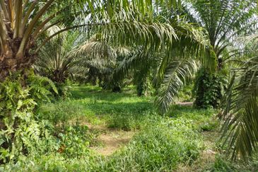 Johor Segamat Sermin 311 Acres Palm Oil Land for SALE
