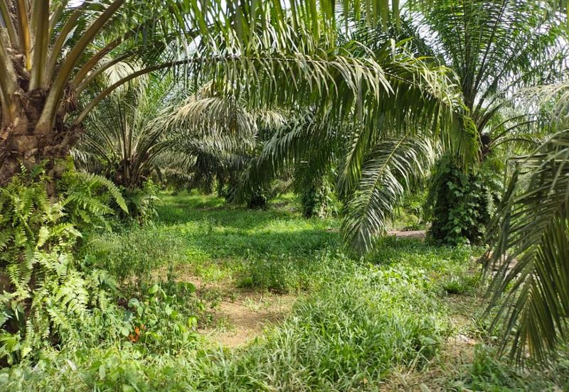 Johor Segamat Sermin 311 Acres Palm Oil Land for SALE