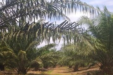 Johor Segamat Sermin 311 Acres Palm Oil Land for SALE