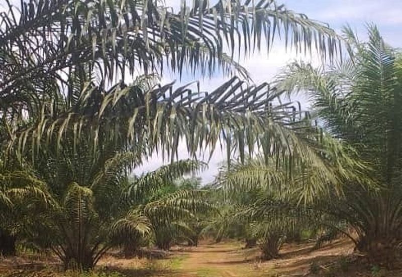 Johor Segamat Sermin 311 Acres Palm Oil Land for SALE