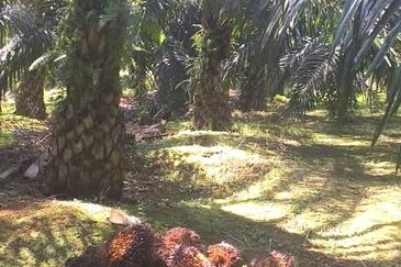 Johor Segamat Sermin 311 Acres Palm Oil Land for SALE