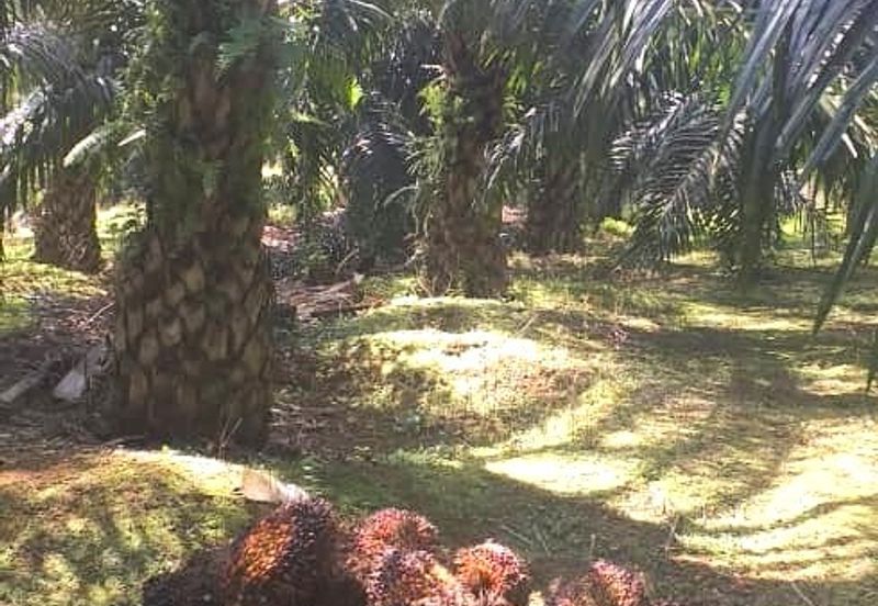 Johor Segamat Sermin 311 Acres Palm Oil Land for SALE