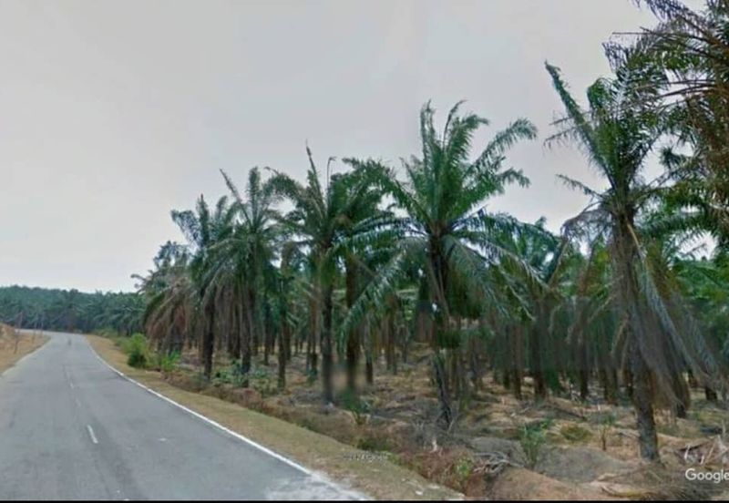 Negeri Sembilan Kuala Pilah Johol 475 acres Palm Oil Land for SALE