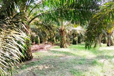 Negeri Sembilan Kuala Pilah Johol 475 acres Palm Oil Land for SALE