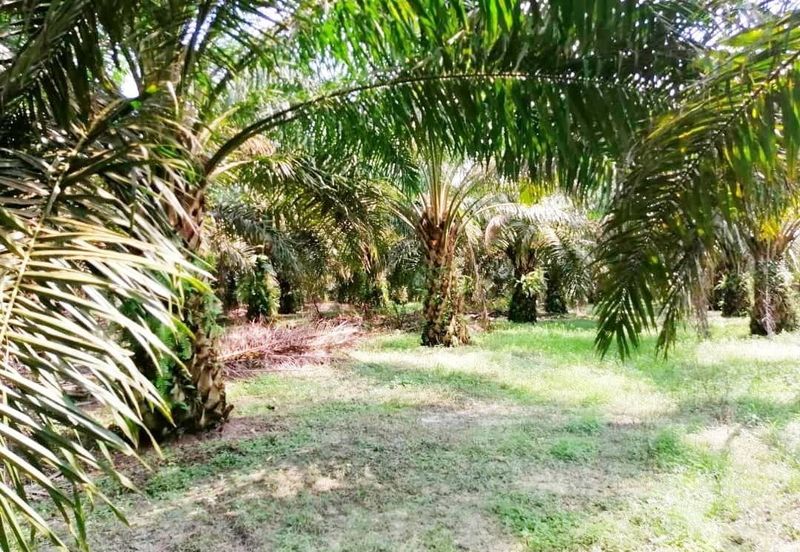 Negeri Sembilan Kuala Pilah Johol 475 acres Palm Oil Land for SALE