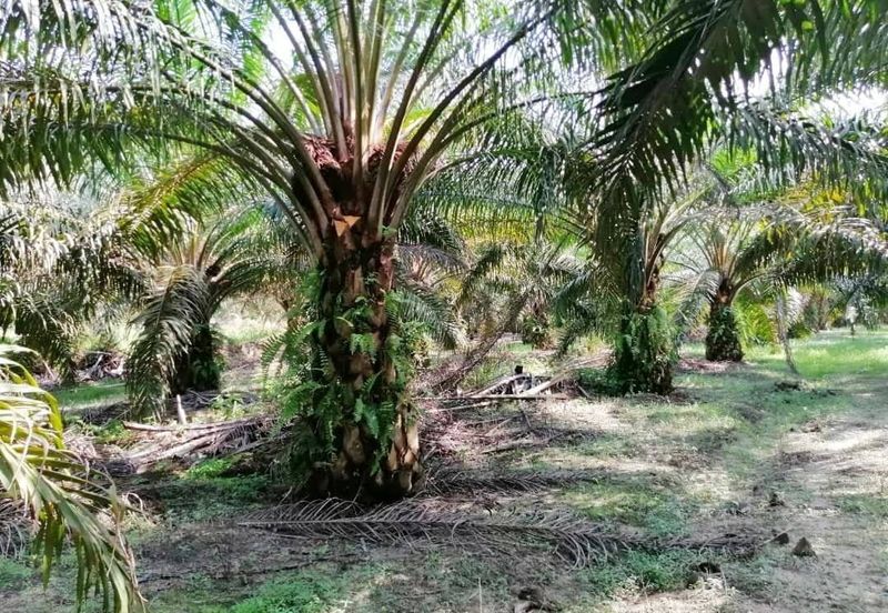 Negeri Sembilan Kuala Pilah Johol 475 acres Palm Oil Land for SALE