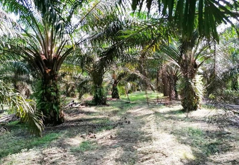 Negeri Sembilan Kuala Pilah Johol 475 acres Palm Oil Land for SALE
