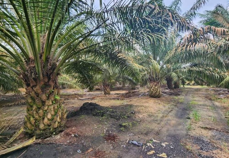 Negeri Sembilan Kuala Pilah Johol 475 acres Palm Oil Land for SALE