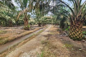 Negeri Sembilan Kuala Pilah Johol 475 acres Palm Oil Land for SALE