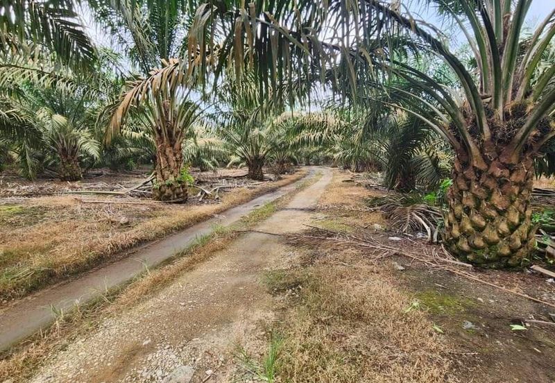 Negeri Sembilan Kuala Pilah Johol 475 acres Palm Oil Land for SALE