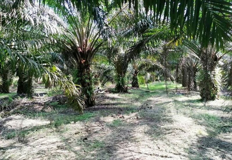 Negeri Sembilan Kuala Pilah Johol 475 acres Palm Oil Land for SALE