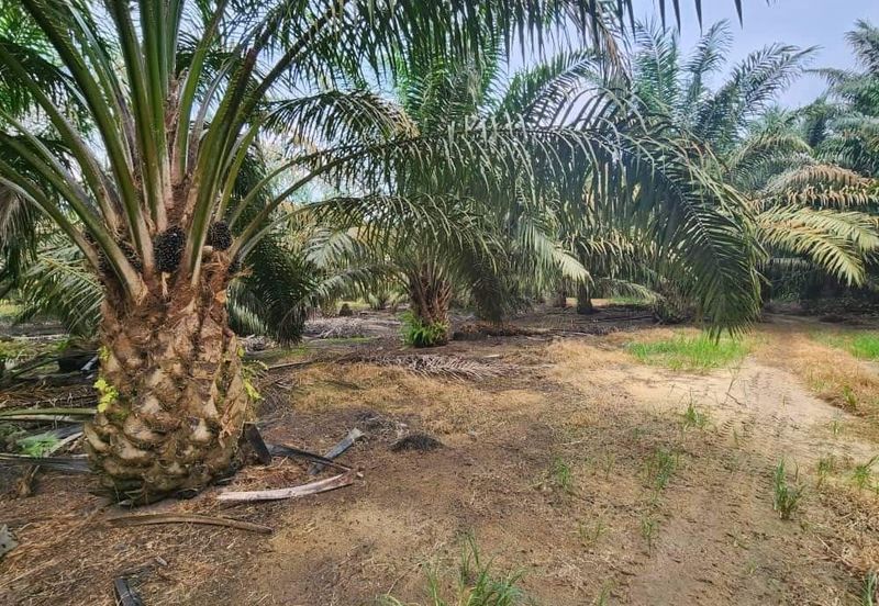 Negeri Sembilan Kuala Pilah Johol 475 acres Palm Oil Land for SALE