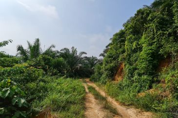 Negeri Sembilan Kuala Pilah Johol 510 Acres Palm Oil Land & Residential Land for SALE ‼️