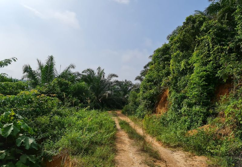 Negeri Sembilan Kuala Pilah Johol 510 Acres Palm Oil Land & Residential Land for SALE ‼️