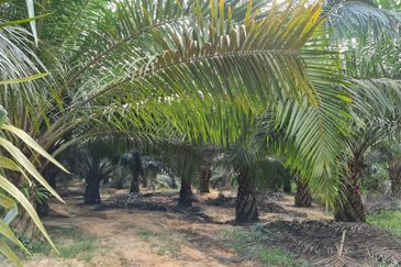 Negeri Sembilan Kuala Pilah Johol 510 Acres Palm Oil Land & Residential Land for SALE ‼️